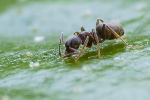 Lasius (niger)