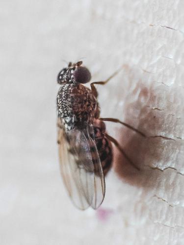 Drosophila repleta