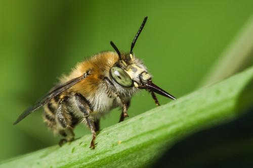 Anthophora quadrimaculata