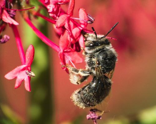 Réf. 257 913 : Anthophora sp.