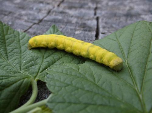 Aporophyla nigra