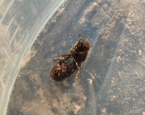 Hylurgus ligniperda