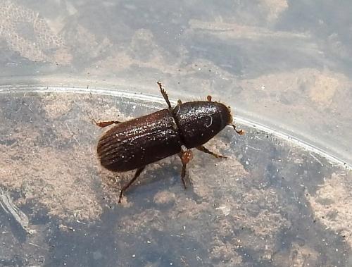 Hylurgus ligniperda