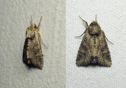 Réf. 257 961 : Apamea sp.