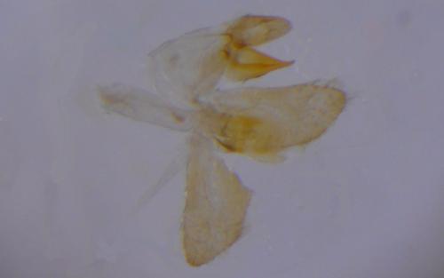 Réf. 257 166 : Tinea semifulvella