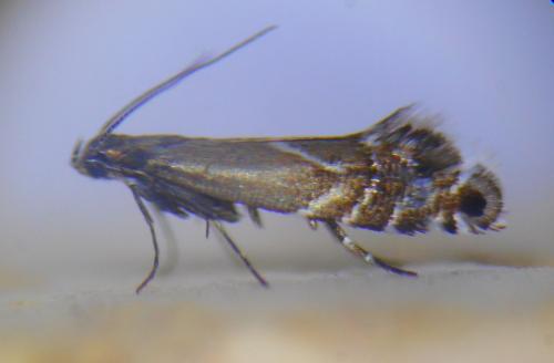 Réf. 257 849 : Glyphipterix simpliciella