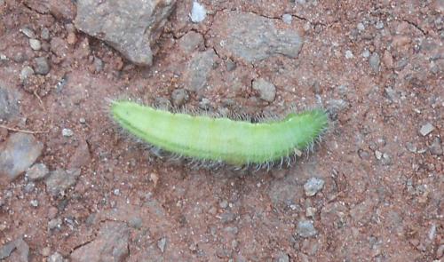 Maniola jurtina