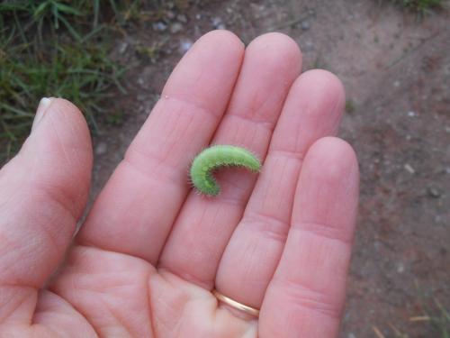 Maniola jurtina