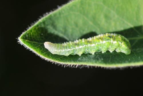 Scaeva sp.