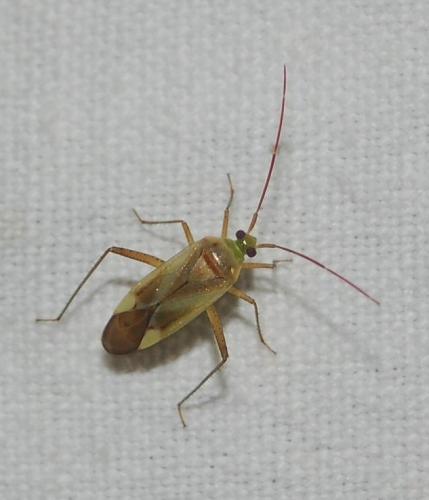 Réf. 257 448 : Adelphocoris sp.