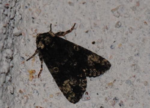 Réf. 257 023 : Craniophora ligustri