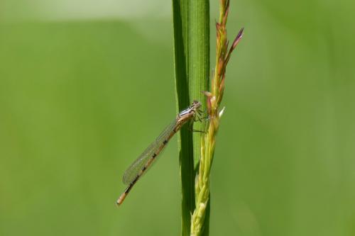 Enallagma cyathigerum