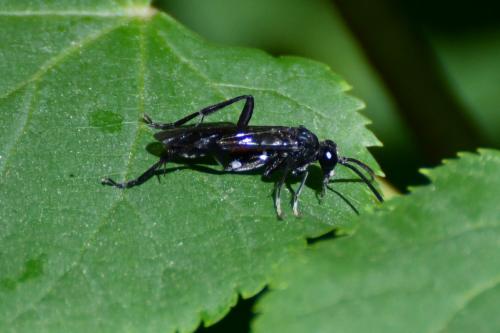 Réf. 257 664 : Macrophya blanda