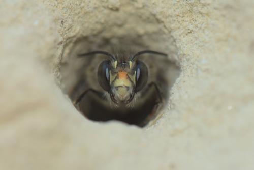Anthophora sp.