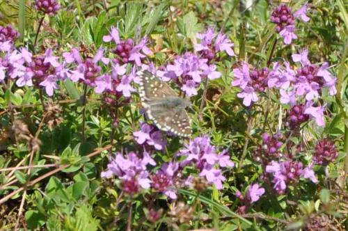 Pyrgus sp.