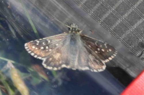 Réf. 257 897 : Pyrgus sp.