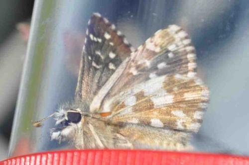 Pyrgus sp.