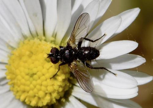 Réf. 257 478 : Phania funesta