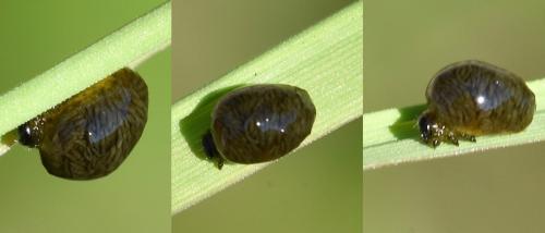 Oulema sp.