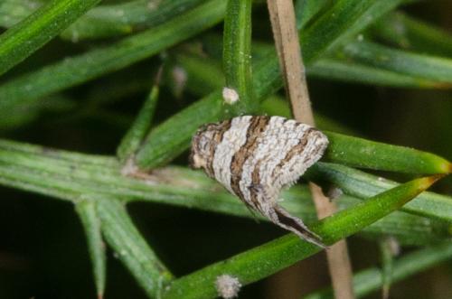 Isotrias sp.