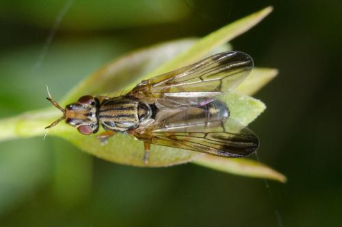 Dorycera graminum