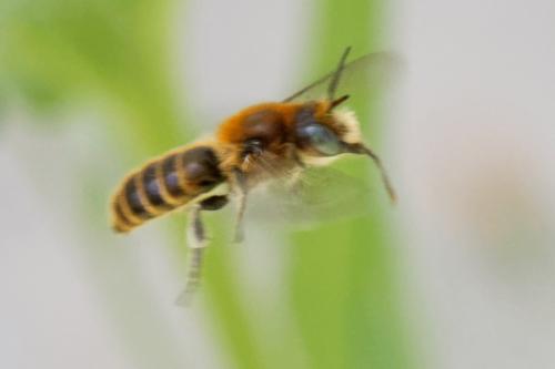 Réf. 257 347 : Hoplitis sp.