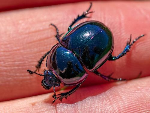 Réf. 257 788 : Trypocopris pyrenaeus