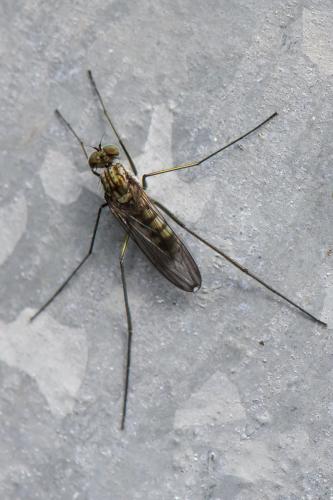 Liancalus virens