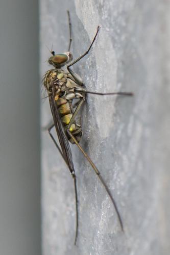 Liancalus virens