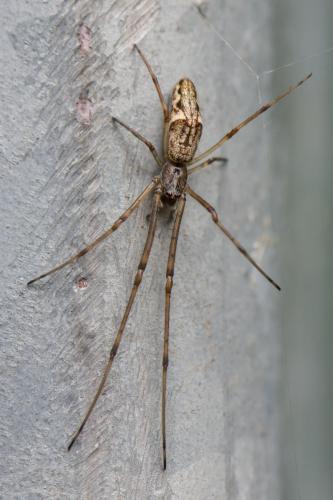 Tetragnatha nigrita