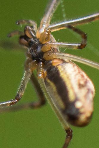 Tetragnatha nigrita