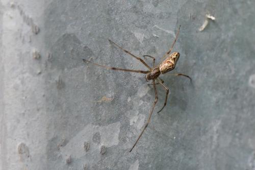Tetragnatha nigrita
