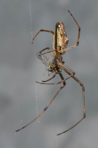 Tetragnatha nigrita