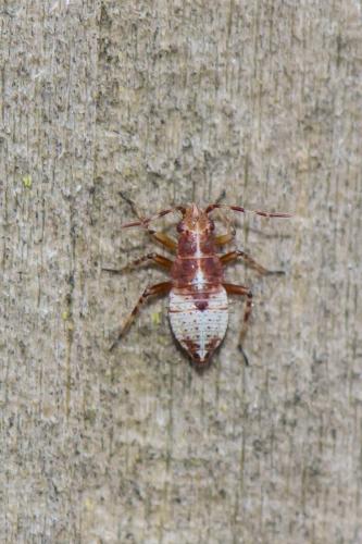 Réf. 257 316 : Deraeocoris flavilinea