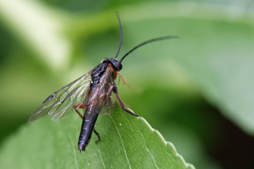 Réf. 257 108 : Nematus lucidus