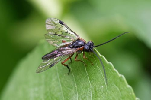 Réf. 257 109 : Nematus lucidus