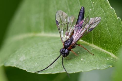 Réf. 257 110 : Nematus lucidus