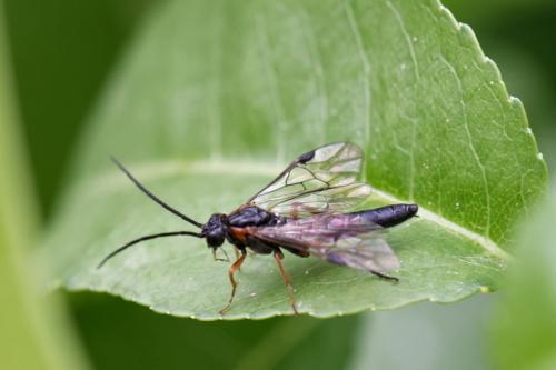 Réf. 257 111 : Nematus lucidus