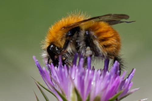 Réf. 257 312 : Bombus pascuorum intermedius