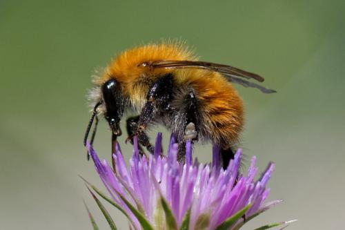 Réf. 257 311 : Bombus pascuorum intermedius