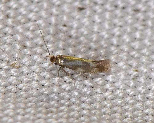 Bucculatrix sp.