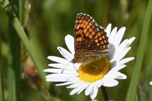 Melitaea parthenoides