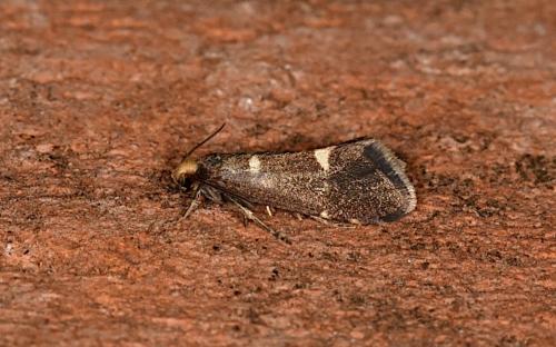 Lampronia flavimitrella