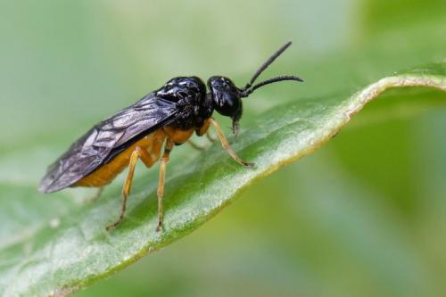 Réf. 257 891 : Monophadnus spinolae
