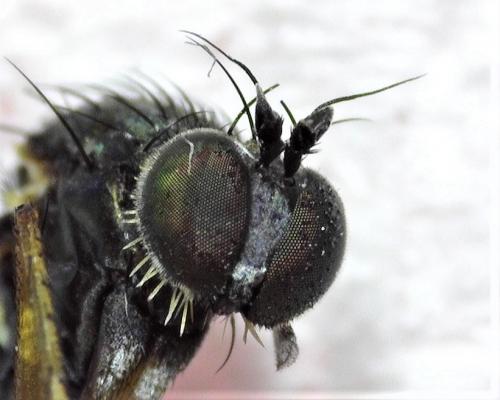 Réf. 257 063 : Dolichopus sp.