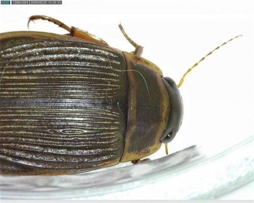 Réf. 257 985 : Dytiscus marginalis