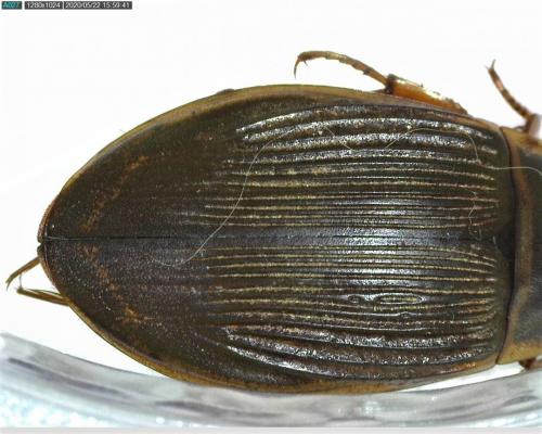 Réf. 257 986 : Dytiscus marginalis