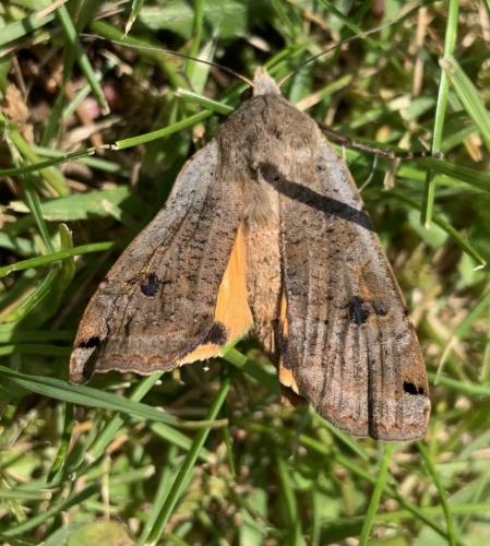 Noctua pronuba
