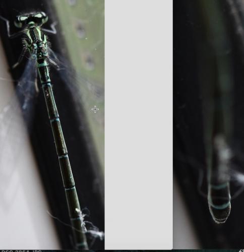 Réf. 257 304 : Coenagrion puella