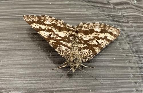 Réf. 257 220 : Ematurga atomaria